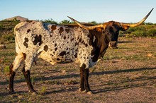 CBO Buckle Bunny