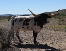 QMB Redrock Trapper