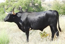 QMB Stampeding Jett
