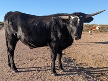 QMB Stampeding Jett