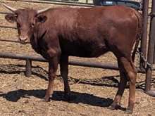 QMB SIENNA